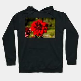 alb dahlia Hoodie